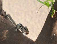 क्रांति साडेकर