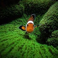 عبدالهادى أمين