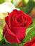 Rizwan ...