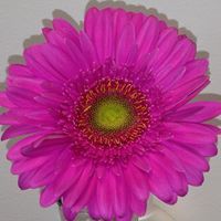 Danyele Monteith cooper