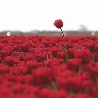 سموأنسانة انسانة