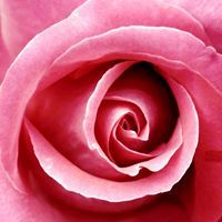 Кралица Роза