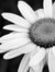 Elizabeth_s