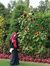 Huma Hm