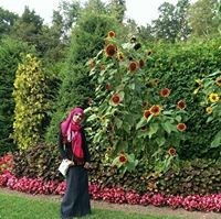Huma Hm