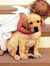 Priya S...