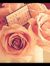Hafsa H...