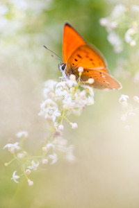 علي ابو حسن