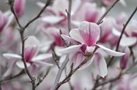 Aparajit Bhattacharjee