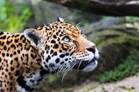 Mar Jaguar