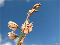 عبدالله الحربي