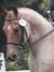LovesHorses