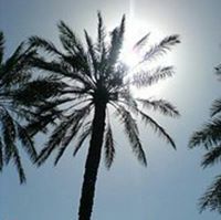 وليد عبدالله