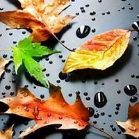 نسمات القدر