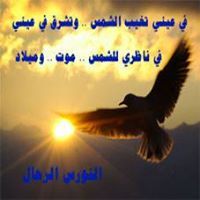 النورس الرحال