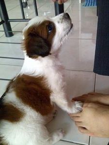 มาเนีย เบบี้