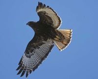 Charles Stubblefield