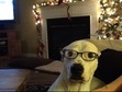 Dan