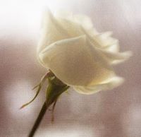 روان السطري