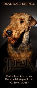 Ideal Airedale