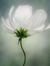 Trinh N...
