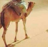 هشام الدوسري