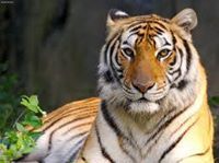 ಶ್ರೀನಿವಾಸ ಗೌಡ