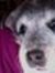 Josie Pickles