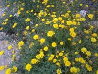 ضحى ابراهيم