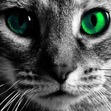 finecat