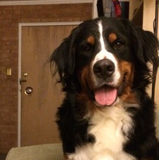 Amanda (Tholke) Hollenkamp