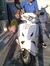 Pradeep...