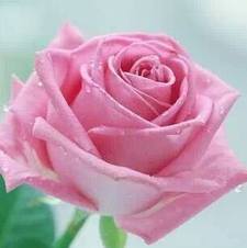 Shorouk Elgohary