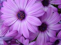 ريما الغزاوي