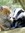 Woodland Animal