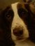 Hildy Krish