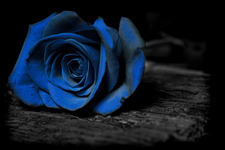 Bluerose