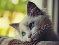 พีทูพี พีทูพี