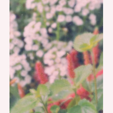 نوره الخالدي