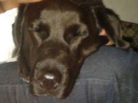 Nicolas Pardo alvarez