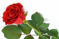 عائشة ايت الطالب