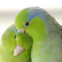 កបឌ សេរីភាព