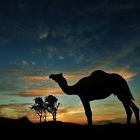 سلطان الصقري