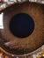 Oculist...