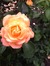 Holly