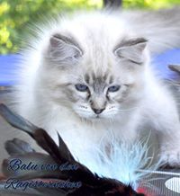 Ragdollkittys Ragisternchen