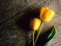 Saiyed Tahir