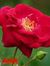 Ankit K...