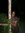 Shanique Harnett | 4 comments