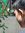 Fadel S
